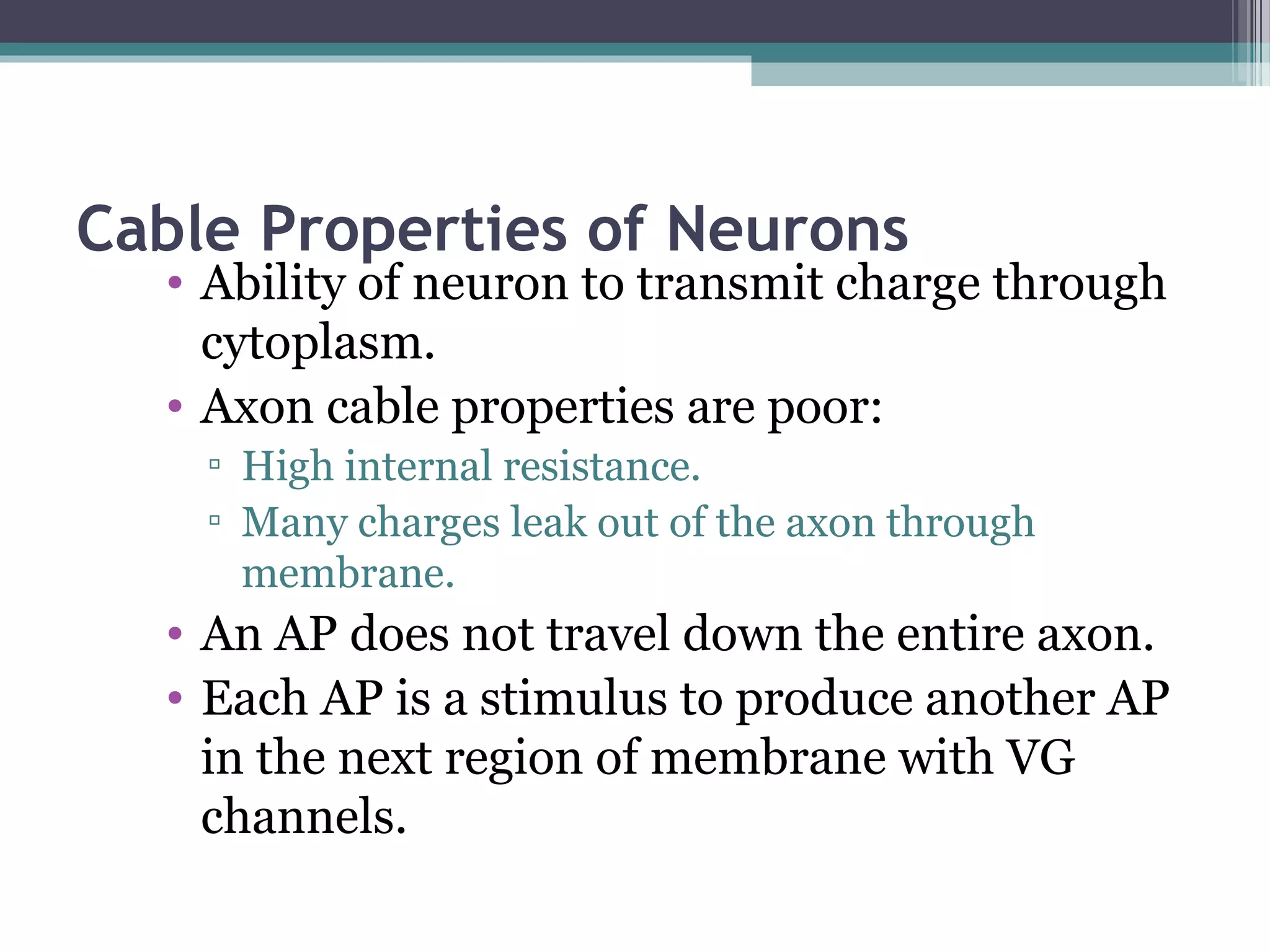 Cable Properties of Neurons
• Ability of neuron to transmit charge through
cytoplasm.
• Axon cable properties are poor:
▫ High internal resistance.
▫ Many charges leak out of the axon through
membrane.
• An AP does not travel down the entire axon.
• Each AP is a stimulus to produce another AP
in the next region of membrane with VG
channels.
 