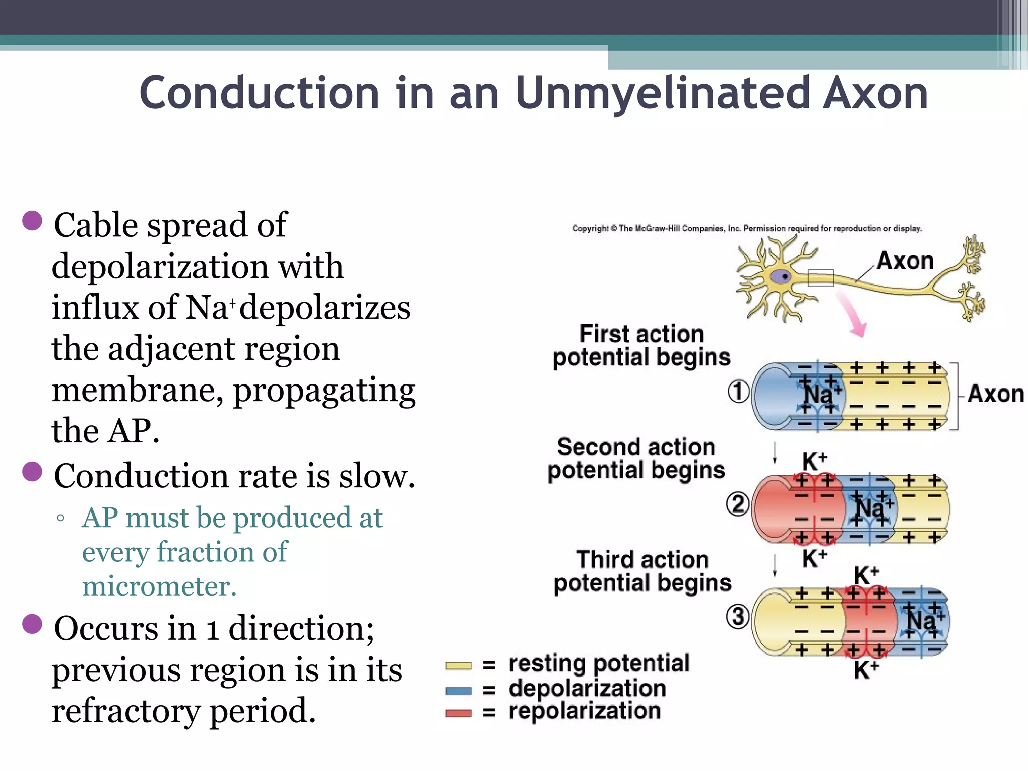 Conduction in an Unmyelinated Axon
Cable spread of
depolarization with
influx of Na+
depolarizes
the adjacent region
membrane, propagating
the AP.
Conduction rate is slow.
◦ AP must be produced at
every fraction of
micrometer.
Occurs in 1 direction;
previous region is in its
refractory period.
 