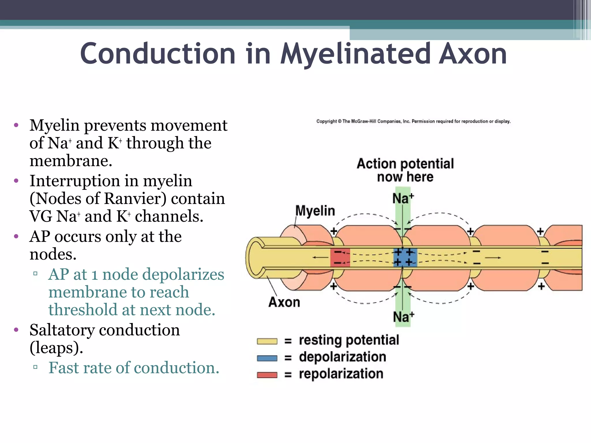 Conduction in Myelinated Axon
• Myelin prevents movement
of Na+
and K+
through the
membrane.
• Interruption in myelin
(Nodes of Ranvier) contain
VG Na+
and K+
channels.
• AP occurs only at the
nodes.
▫ AP at 1 node depolarizes
membrane to reach
threshold at next node.
• Saltatory conduction
(leaps).
▫ Fast rate of conduction.
 