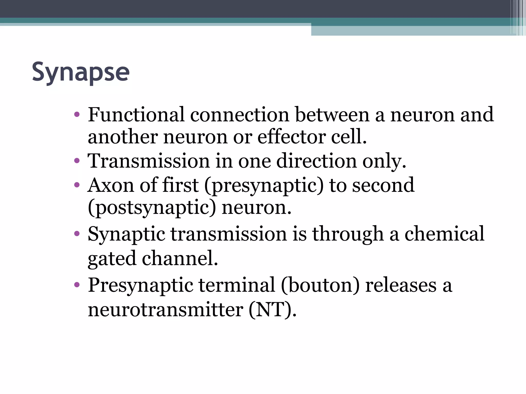Synapse
• Functional connection between a neuron and
another neuron or effector cell.
• Transmission in one direction only.
• Axon of first (presynaptic) to second
(postsynaptic) neuron.
• Synaptic transmission is through a chemical
gated channel.
• Presynaptic terminal (bouton) releases a
neurotransmitter (NT).
 