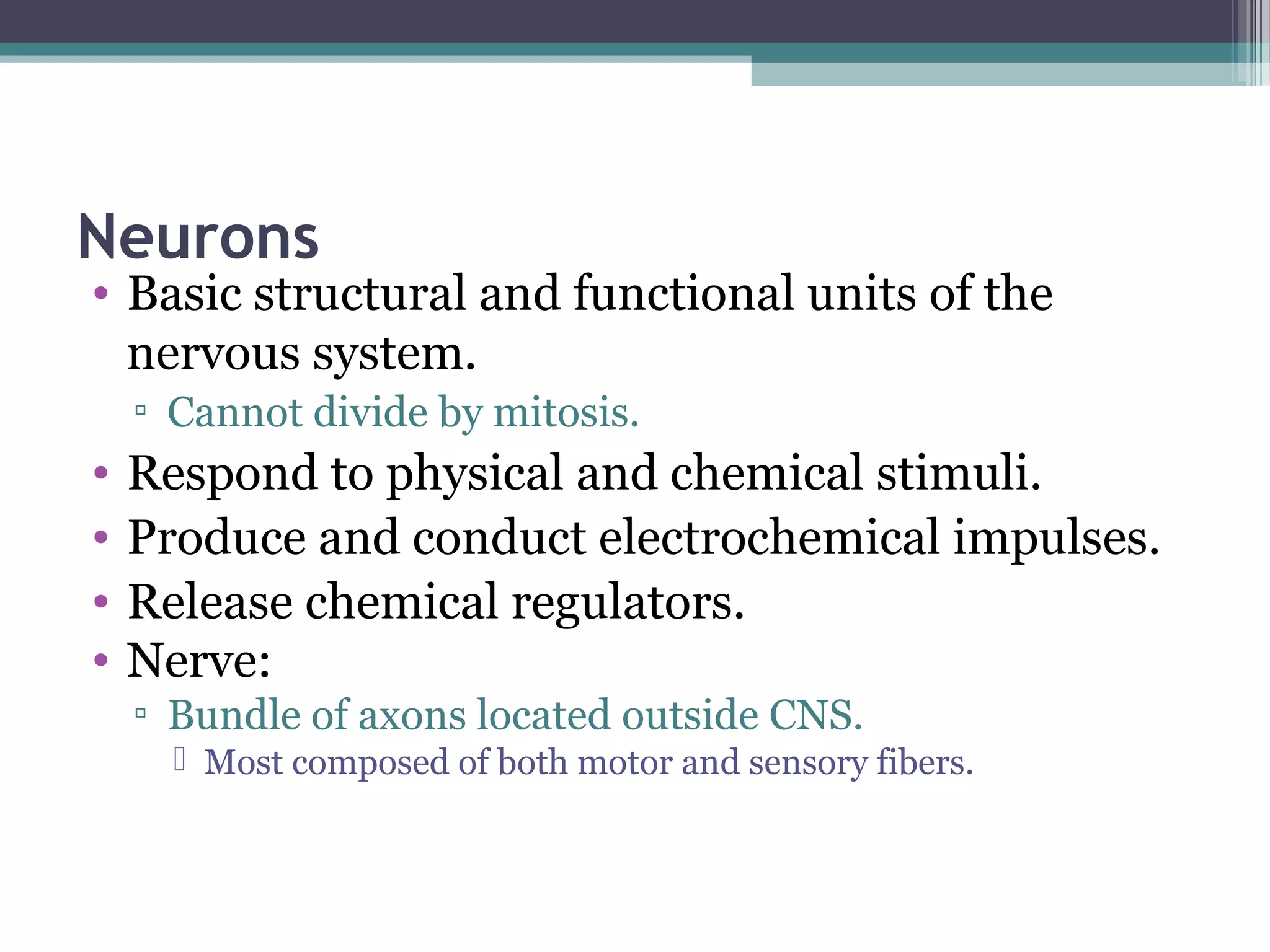 Neurons
• Basic structural and functional units of the
nervous system.
▫ Cannot divide by mitosis.
• Respond to physical and chemical stimuli.
• Produce and conduct electrochemical impulses.
• Release chemical regulators.
• Nerve:
▫ Bundle of axons located outside CNS.
 Most composed of both motor and sensory fibers.
 