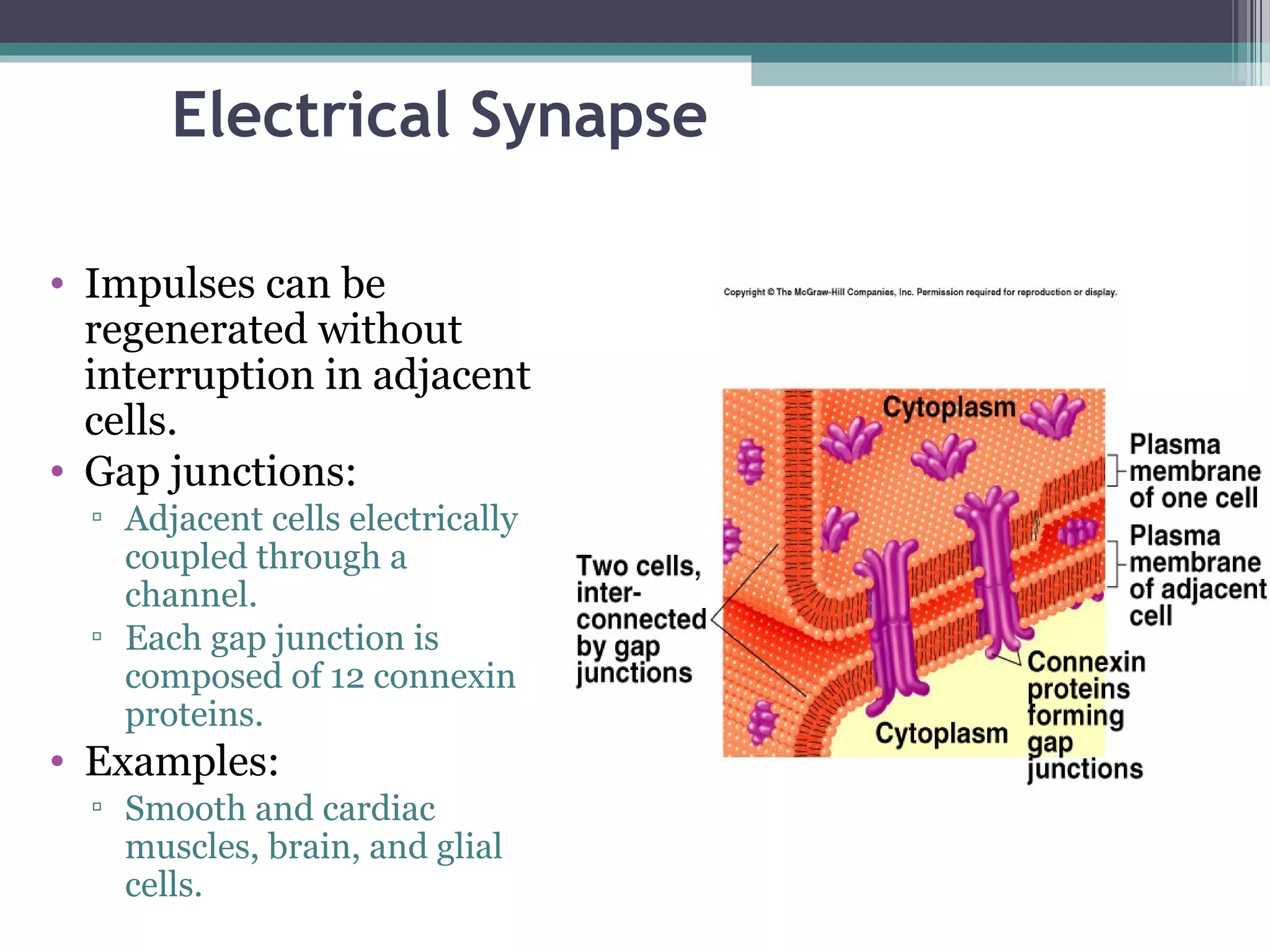 Electrical Synapse
• Impulses can be
regenerated without
interruption in adjacent
cells.
• Gap junctions:
▫ Adjacent cells electrically
coupled through a
channel.
▫ Each gap junction is
composed of 12 connexin
proteins.
• Examples:
▫ Smooth and cardiac
muscles, brain, and glial
cells.
 
