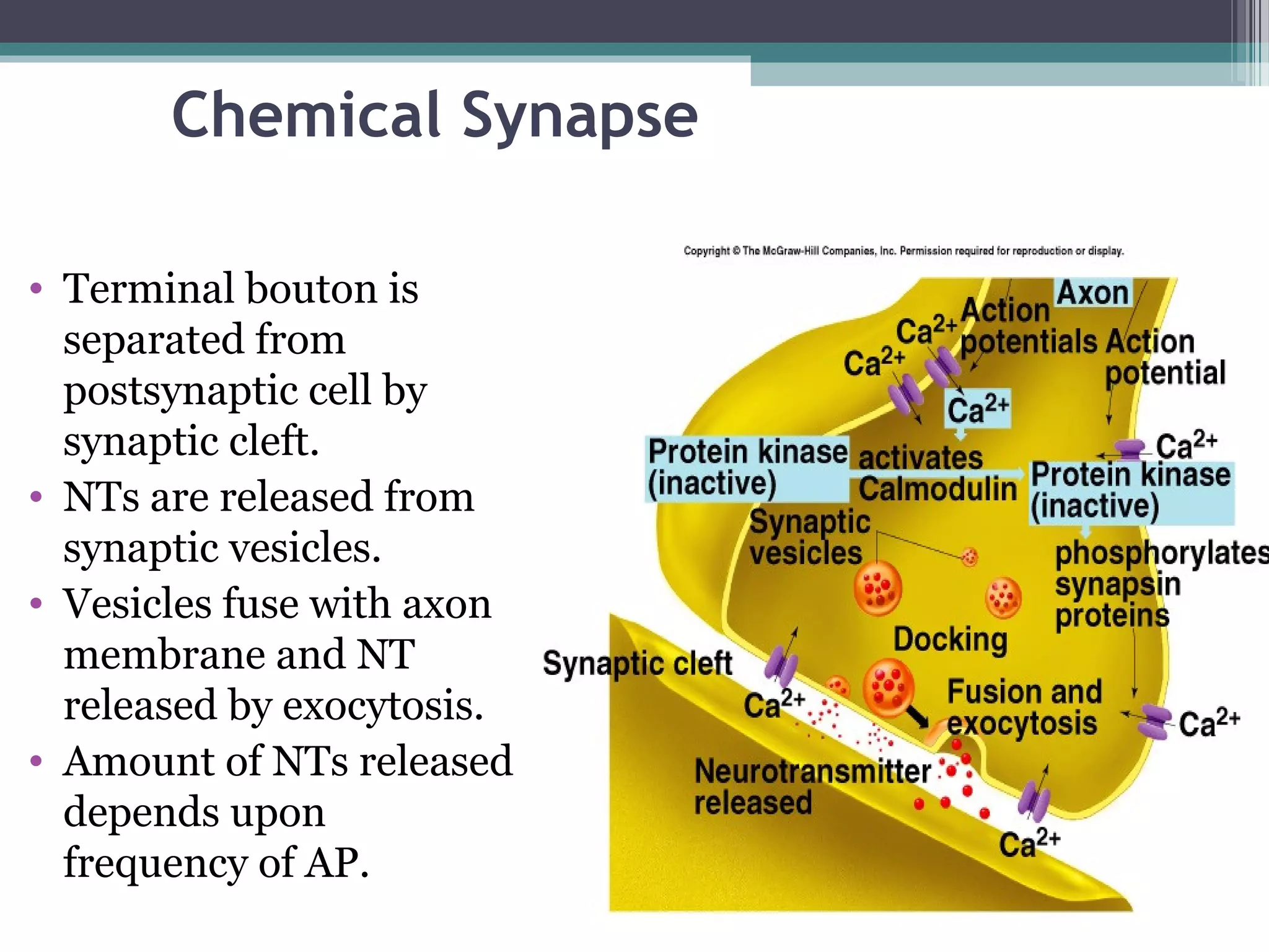 Chemical Synapse
• Terminal bouton is
separated from
postsynaptic cell by
synaptic cleft.
• NTs are released from
synaptic vesicles.
• Vesicles fuse with axon
membrane and NT
released by exocytosis.
• Amount of NTs released
depends upon
frequency of AP.
 