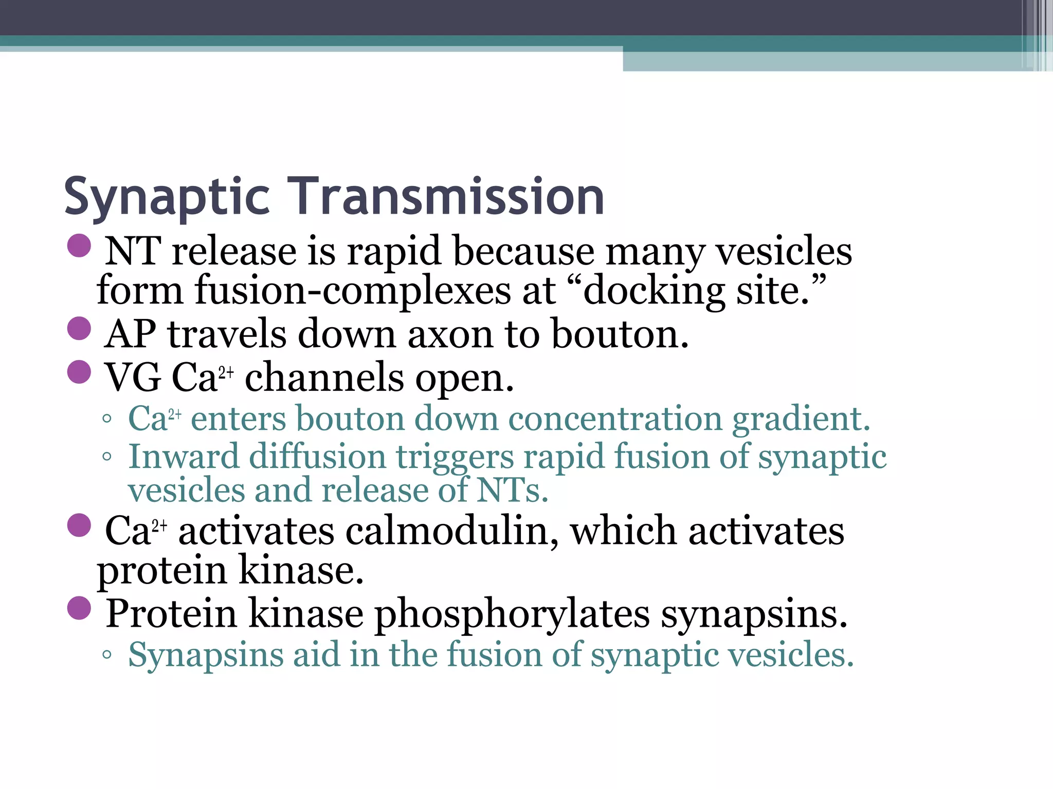 Synaptic Transmission
NT release is rapid because many vesicles
form fusion-complexes at “docking site.”
AP travels down axon to bouton.
VG Ca2+
channels open.
◦ Ca2+
enters bouton down concentration gradient.
◦ Inward diffusion triggers rapid fusion of synaptic
vesicles and release of NTs.
Ca2+
activates calmodulin, which activates
protein kinase.
Protein kinase phosphorylates synapsins.
◦ Synapsins aid in the fusion of synaptic vesicles.
 