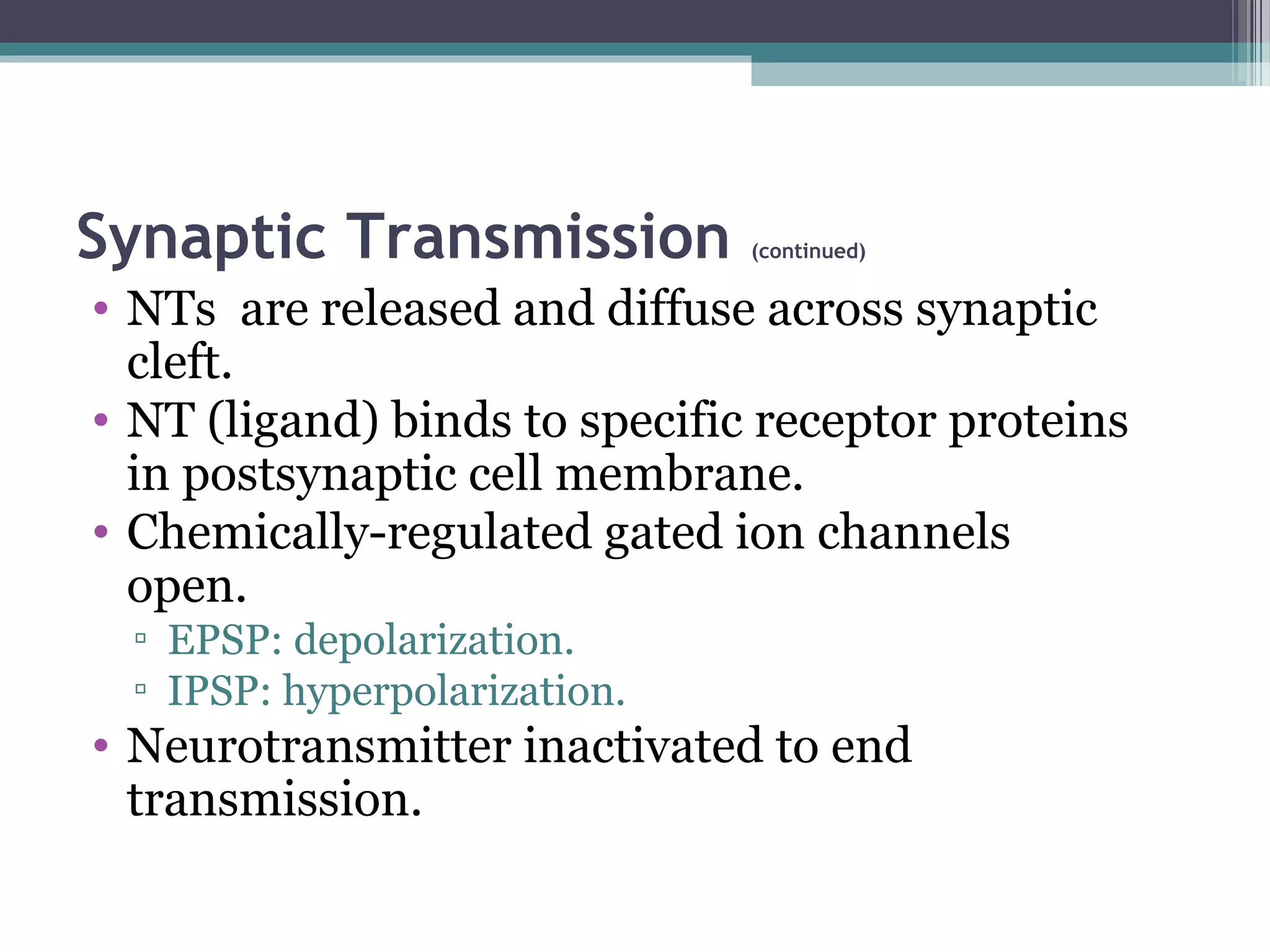 Synaptic Transmission (continued)
• NTs are released and diffuse across synaptic
cleft.
• NT (ligand) binds to specific receptor proteins
in postsynaptic cell membrane.
• Chemically-regulated gated ion channels
open.
▫ EPSP: depolarization.
▫ IPSP: hyperpolarization.
• Neurotransmitter inactivated to end
transmission.
 