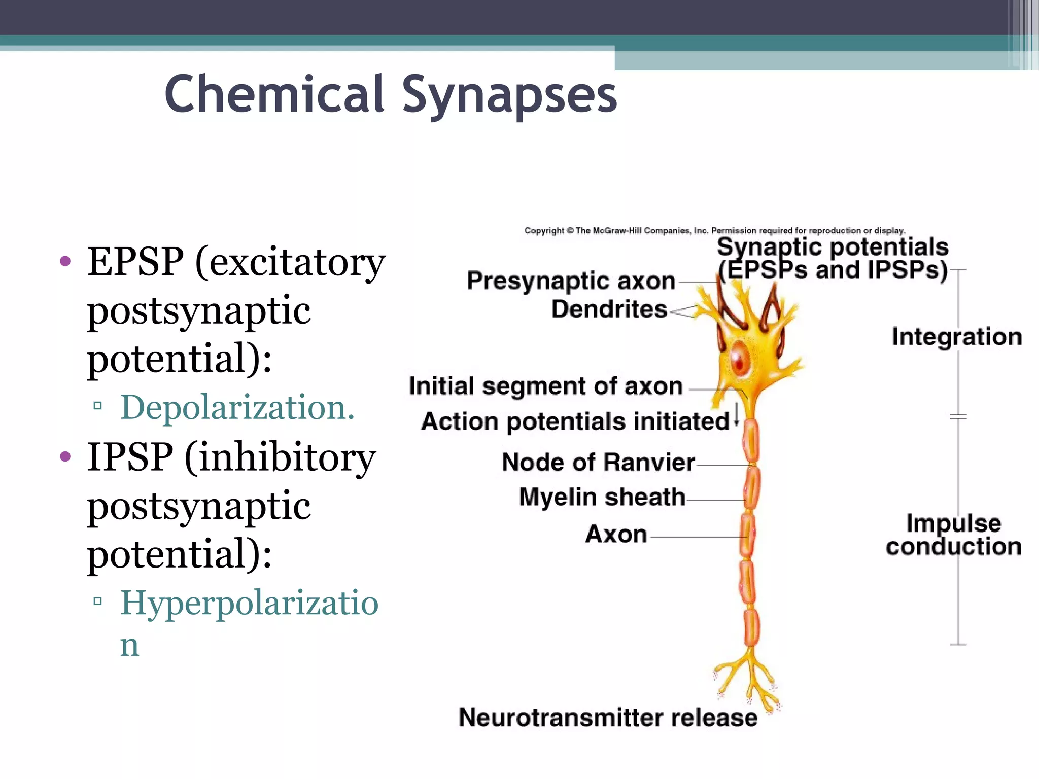 Chemical Synapses
• EPSP (excitatory
postsynaptic
potential):
▫ Depolarization.
• IPSP (inhibitory
postsynaptic
potential):
▫ Hyperpolarizatio
n
 