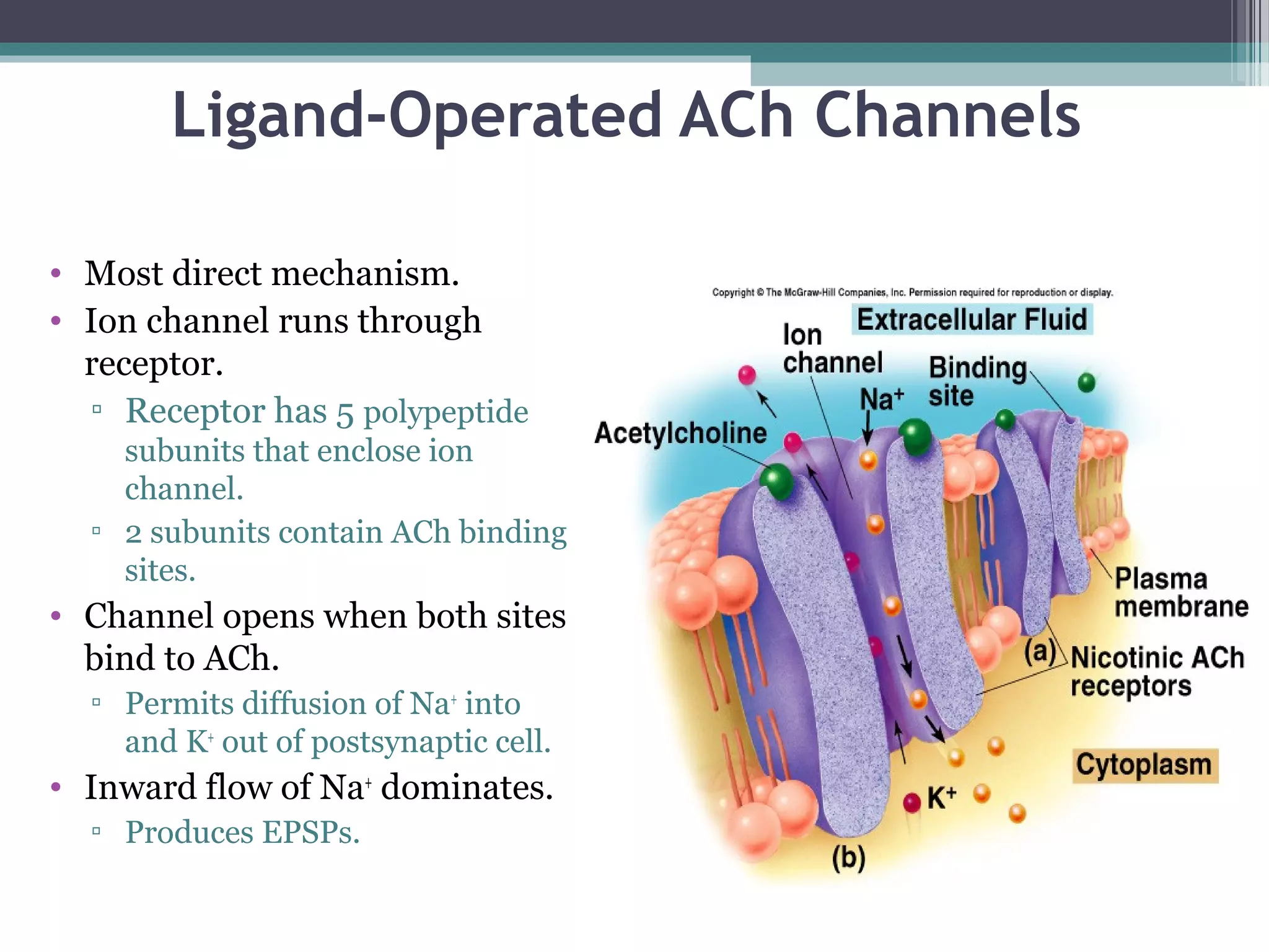 Ligand-Operated ACh Channels
• Most direct mechanism.
• Ion channel runs through
receptor.
▫ Receptor has 5 polypeptide
subunits that enclose ion
channel.
▫ 2 subunits contain ACh binding
sites.
• Channel opens when both sites
bind to ACh.
▫ Permits diffusion of Na+
into
and K+
out of postsynaptic cell.
• Inward flow of Na+
dominates.
▫ Produces EPSPs.
 