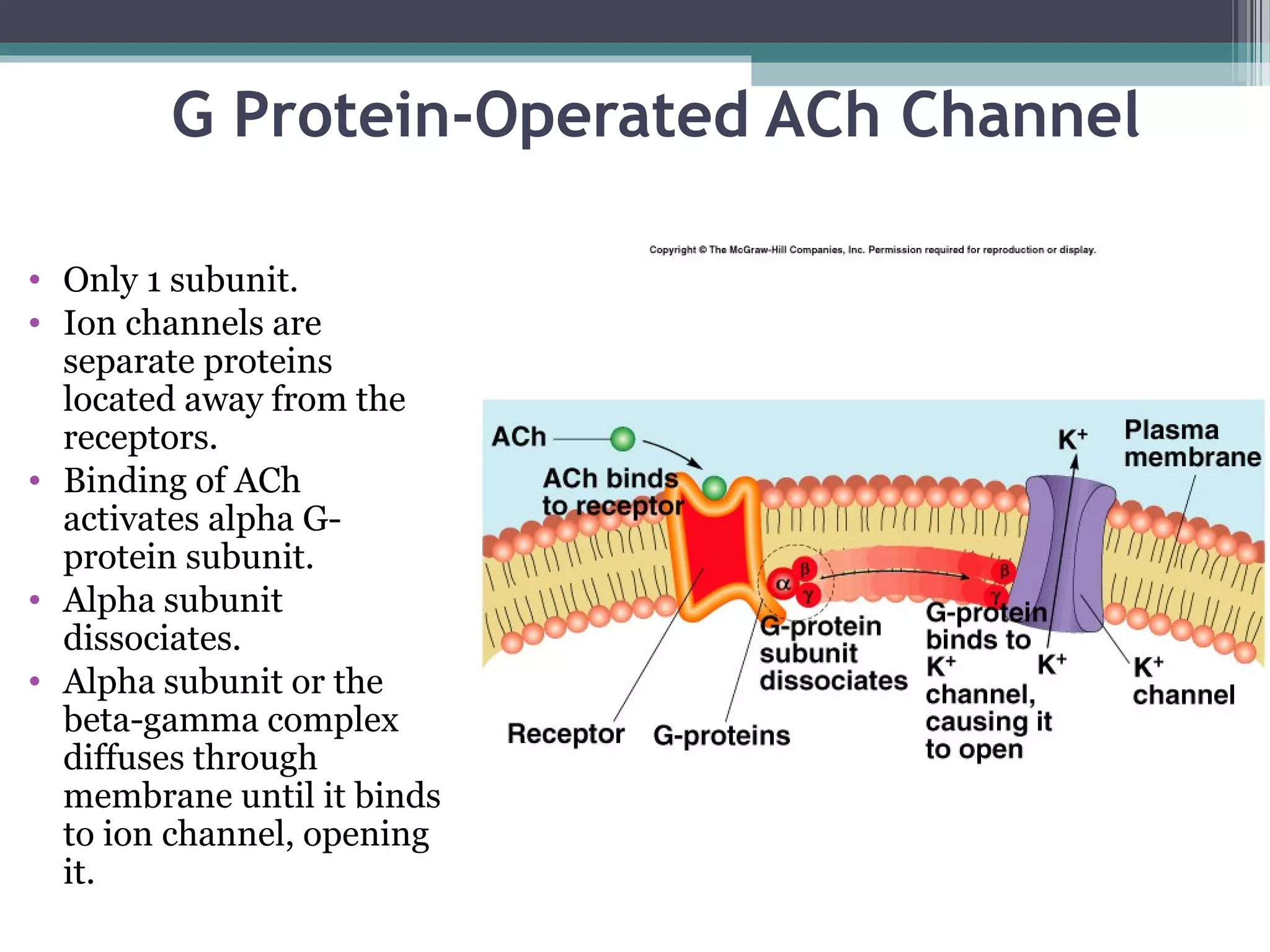 G Protein-Operated ACh Channel
• Only 1 subunit.
• Ion channels are
separate proteins
located away from the
receptors.
• Binding of ACh
activates alpha G-
protein subunit.
• Alpha subunit
dissociates.
• Alpha subunit or the
beta-gamma complex
diffuses through
membrane until it binds
to ion channel, opening
it.
 