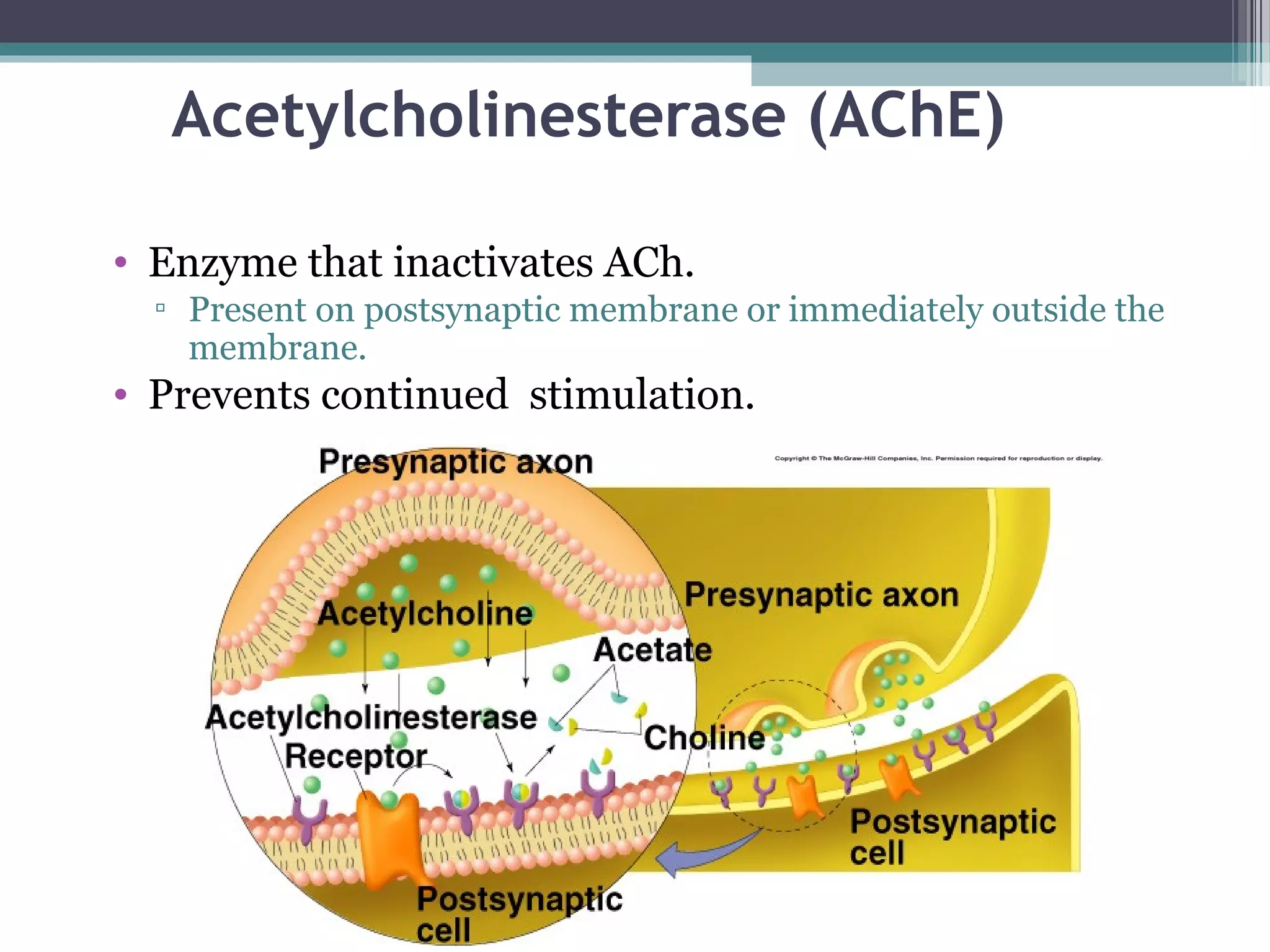 Acetylcholinesterase (AChE)
• Enzyme that inactivates ACh.
▫ Present on postsynaptic membrane or immediately outside the
membrane.
• Prevents continued stimulation.
 
