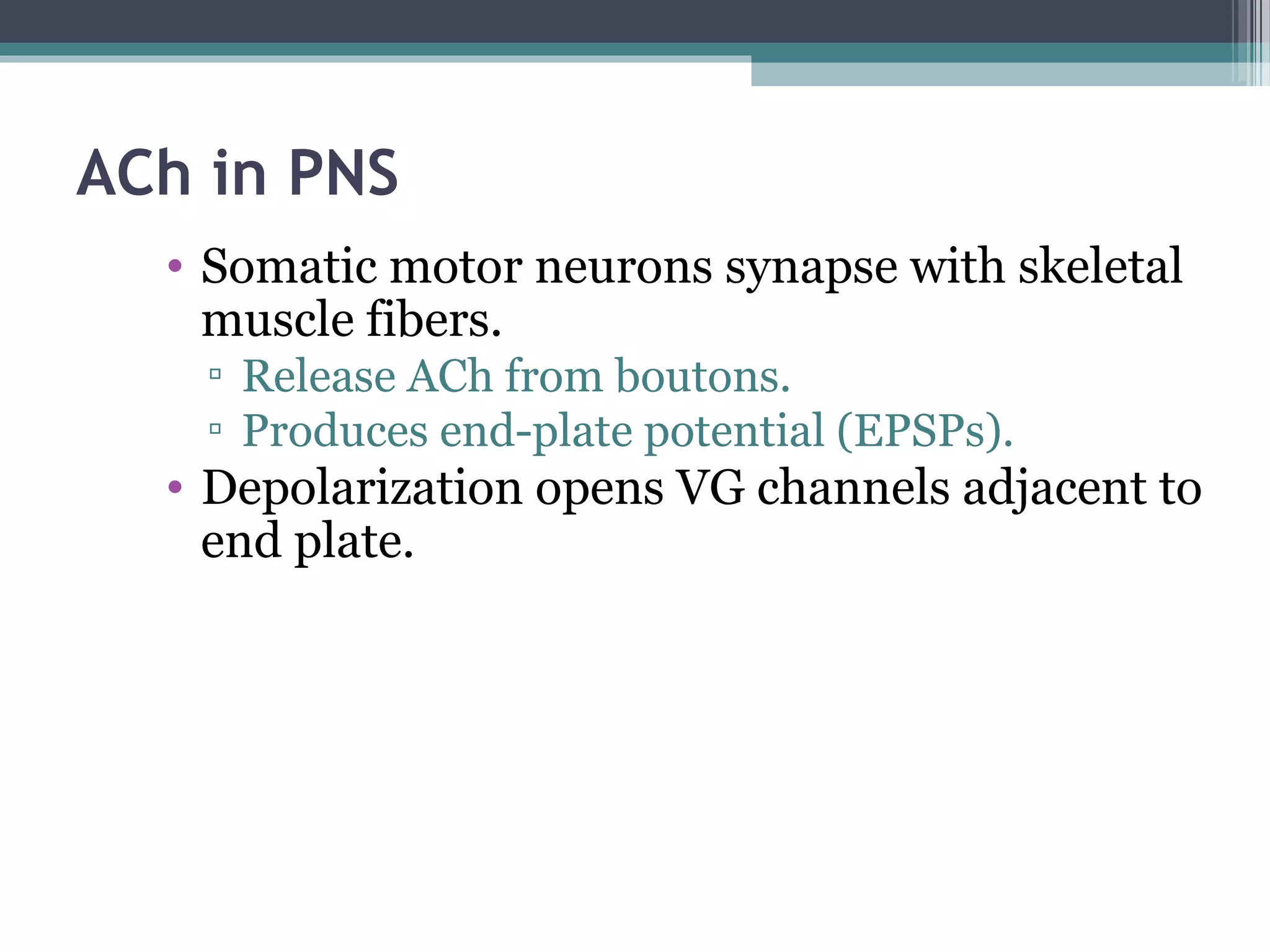 ACh in PNS
• Somatic motor neurons synapse with skeletal
muscle fibers.
▫ Release ACh from boutons.
▫ Produces end-plate potential (EPSPs).
• Depolarization opens VG channels adjacent to
end plate.
 