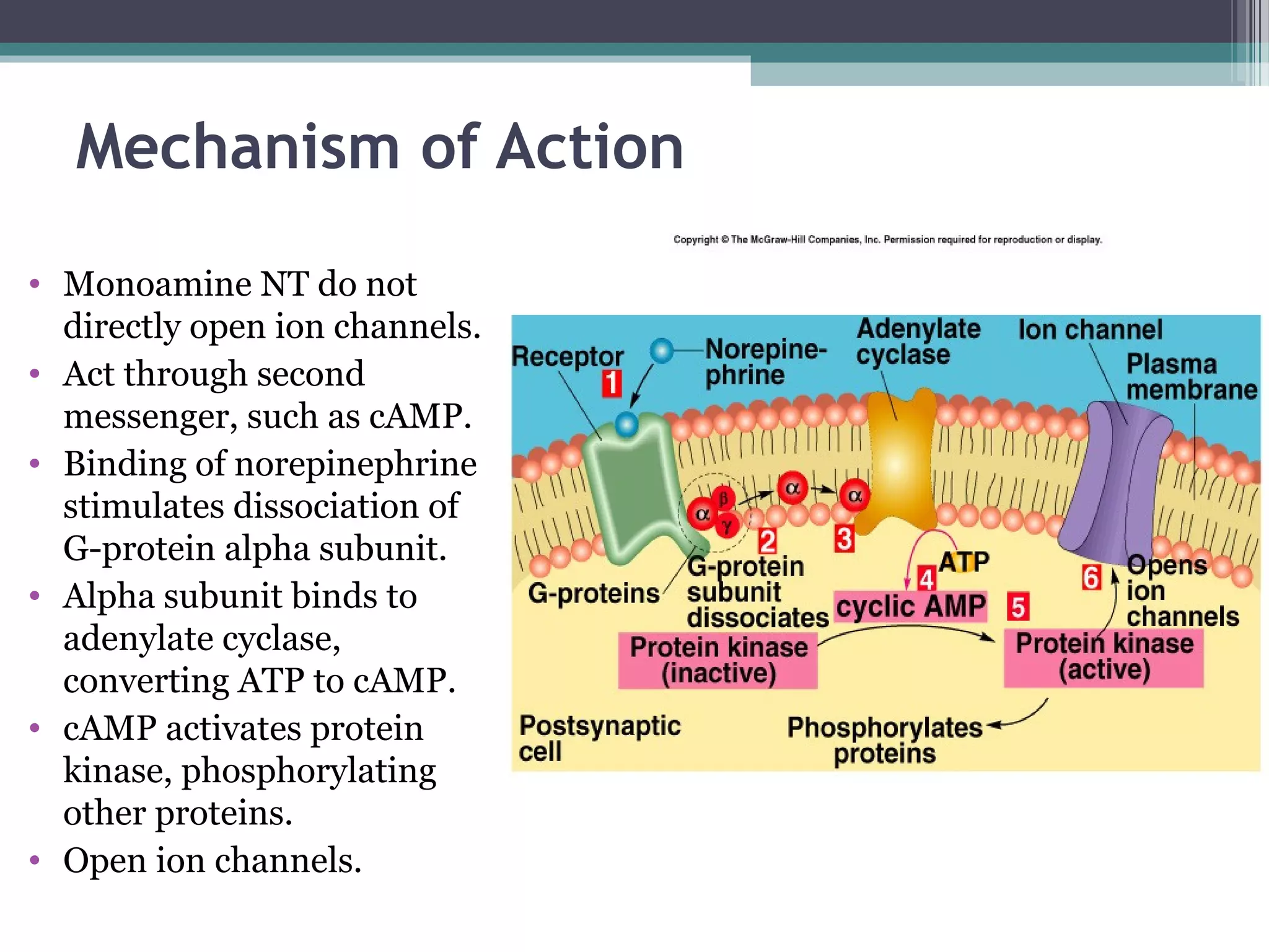 Mechanism of Action
• Monoamine NT do not
directly open ion channels.
• Act through second
messenger, such as cAMP.
• Binding of norepinephrine
stimulates dissociation of
G-protein alpha subunit.
• Alpha subunit binds to
adenylate cyclase,
converting ATP to cAMP.
• cAMP activates protein
kinase, phosphorylating
other proteins.
• Open ion channels.
 