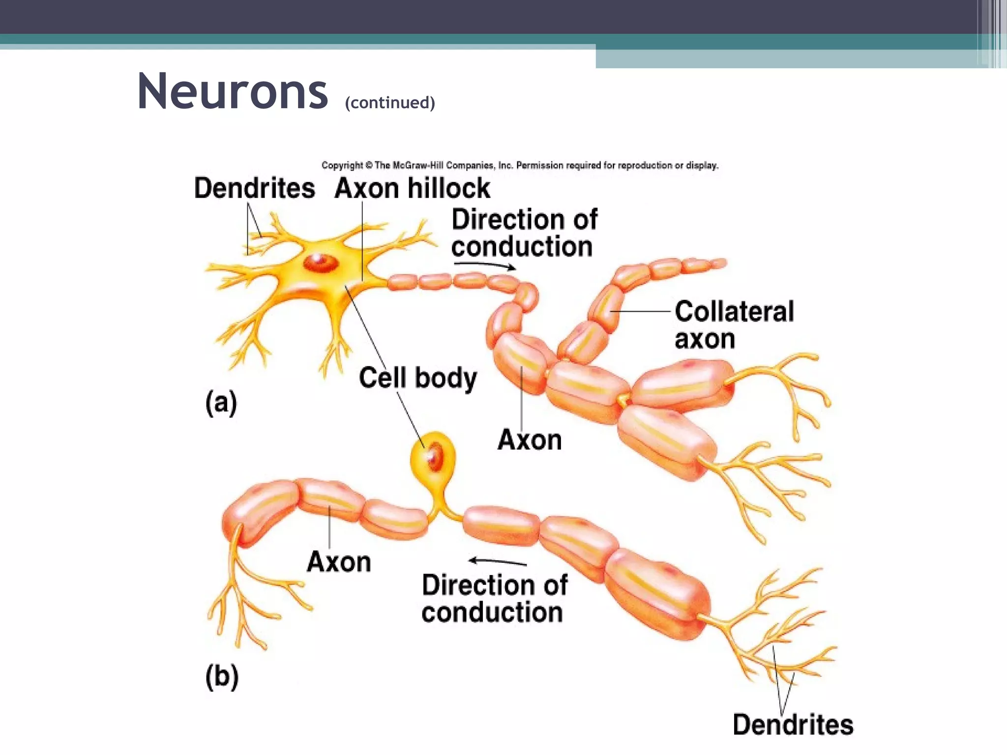 Neurons (continued)
 