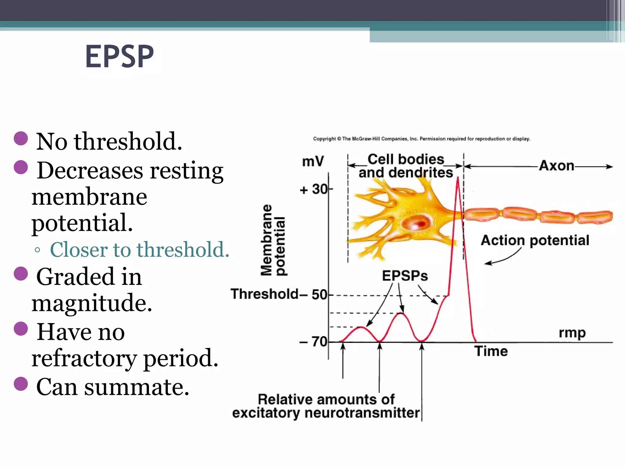 EPSP
No threshold.
Decreases resting
membrane
potential.
◦ Closer to threshold.
Graded in
magnitude.
Have no
refractory period.
Can summate.
 