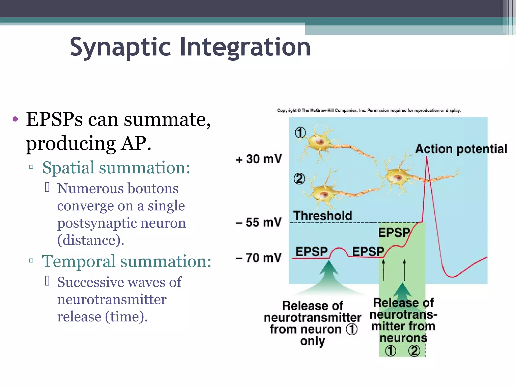 Synaptic Integration
• EPSPs can summate,
producing AP.
▫ Spatial summation:
 Numerous boutons
converge on a single
postsynaptic neuron
(distance).
▫ Temporal summation:
 Successive waves of
neurotransmitter
release (time).
 