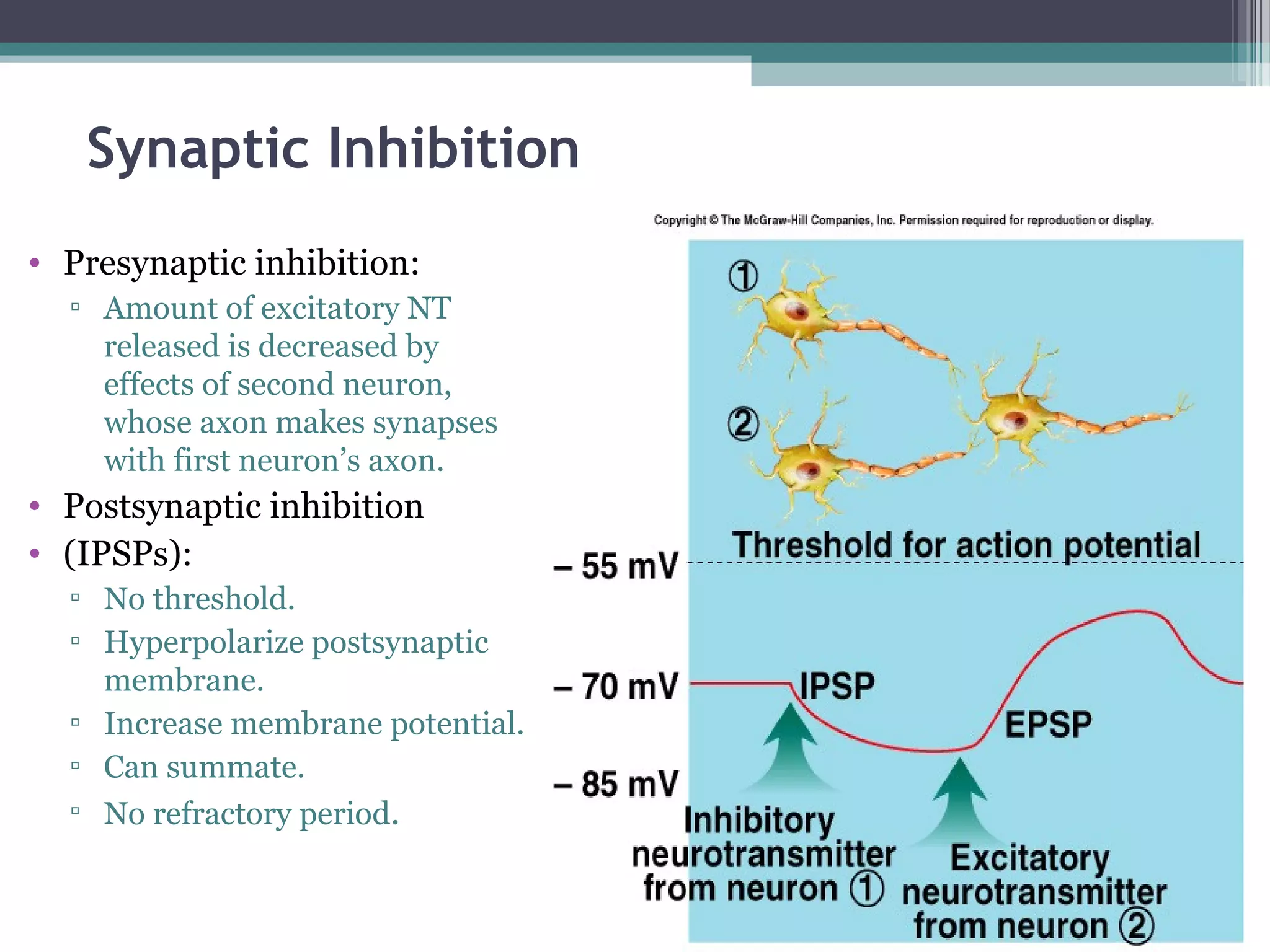 Synaptic Inhibition
• Presynaptic inhibition:
▫ Amount of excitatory NT
released is decreased by
effects of second neuron,
whose axon makes synapses
with first neuron’s axon.
• Postsynaptic inhibition
• (IPSPs):
▫ No threshold.
▫ Hyperpolarize postsynaptic
membrane.
▫ Increase membrane potential.
▫ Can summate.
▫ No refractory period.
 