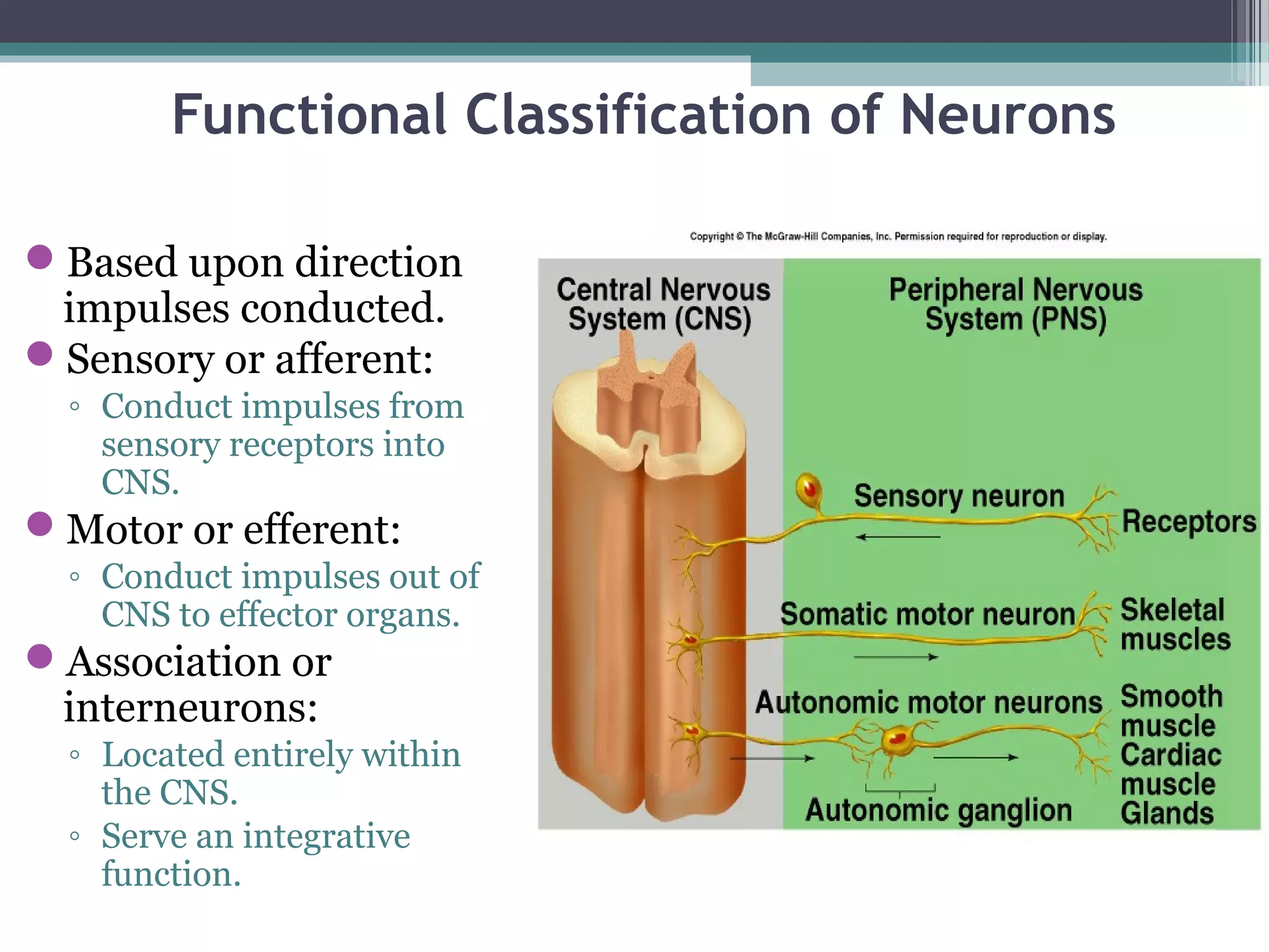 Functional Classification of Neurons
Based upon direction
impulses conducted.
Sensory or afferent:
◦ Conduct impulses from
sensory receptors into
CNS.
Motor or efferent:
◦ Conduct impulses out of
CNS to effector organs.
Association or
interneurons:
◦ Located entirely within
the CNS.
◦ Serve an integrative
function.
 