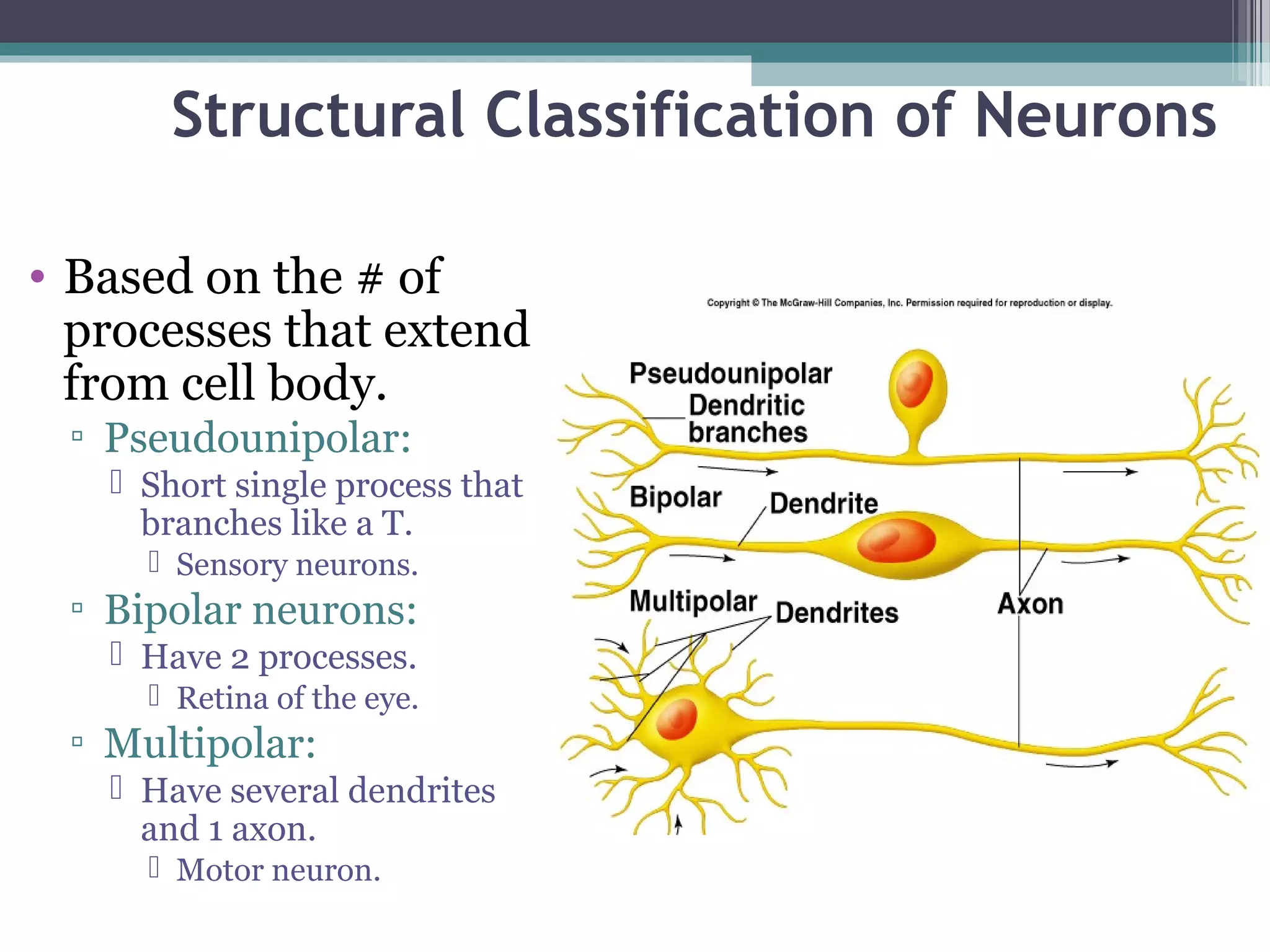 Structural Classification of Neurons
• Based on the # of
processes that extend
from cell body.
▫ Pseudounipolar:
 Short single process that
branches like a T.
 Sensory neurons.
▫ Bipolar neurons:
 Have 2 processes.
 Retina of the eye.
▫ Multipolar:
 Have several dendrites
and 1 axon.
 Motor neuron.
 