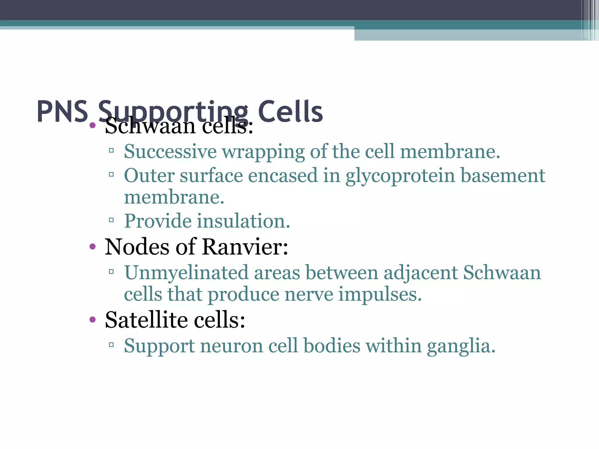PNS Supporting Cells• Schwaan cells:
▫ Successive wrapping of the cell membrane.
▫ Outer surface encased in glycoprotein basement
membrane.
▫ Provide insulation.
• Nodes of Ranvier:
▫ Unmyelinated areas between adjacent Schwaan
cells that produce nerve impulses.
• Satellite cells:
▫ Support neuron cell bodies within ganglia.
 