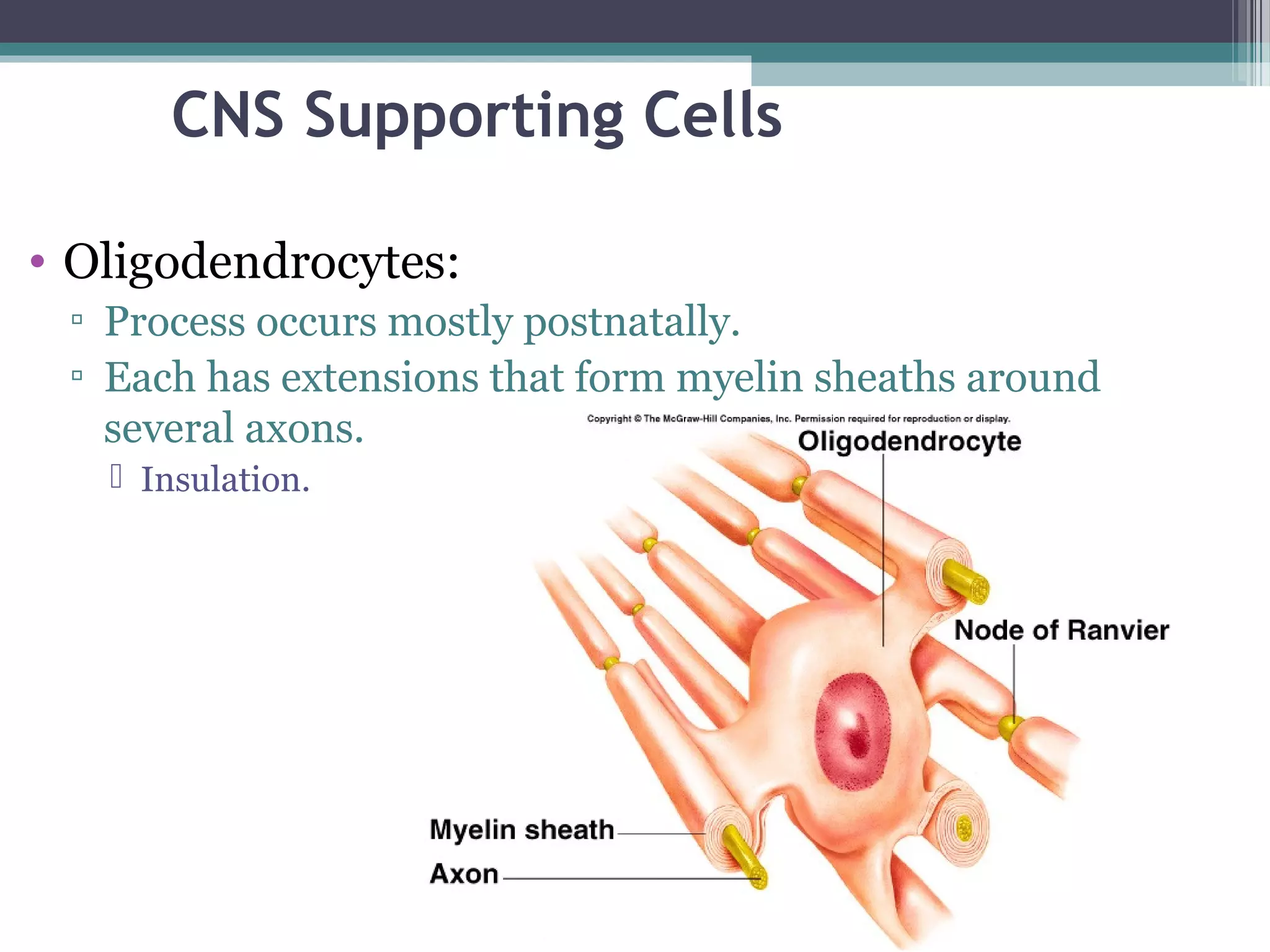 CNS Supporting Cells
• Oligodendrocytes:
▫ Process occurs mostly postnatally.
▫ Each has extensions that form myelin sheaths around
several axons.
 Insulation.
 