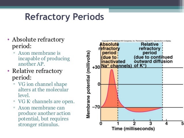 a look at the various depolarization levels of neurons To receive news and publication updates for oxidative medicine and cellular longevity, enter your email address in the box below. a look at the various depolarization levels of neurons To receive news and publication updates for oxidative medicine and cellular longevity, enter your email address in the box below.