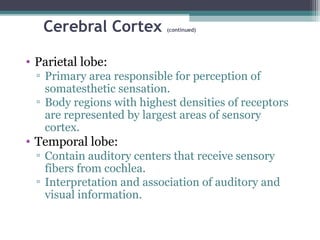 Cerebral Cortex (continued)
• Parietal lobe:
▫ Primary area responsible for perception of
somatesthetic sensation.
▫ Body regions with highest densities of receptors
are represented by largest areas of sensory
cortex.
• Temporal lobe:
▫ Contain auditory centers that receive sensory
fibers from cochlea.
▫ Interpretation and association of auditory and
visual information.
 