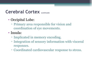 Cerebral Cortex (continued)
• Occipital Lobe:
▫ Primary area responsible for vision and
coordination of eye movements.
• Insula:
▫ Implicated in memory encoding.
▫ Integration of sensory information with visceral
responses.
▫ Coordinated cardiovascular response to stress.
 