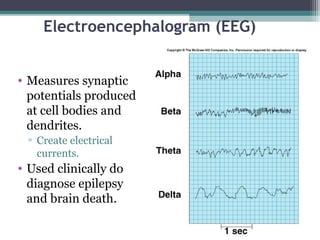 Electroencephalogram (EEG)
• Measures synaptic
potentials produced
at cell bodies and
dendrites.
▫ Create electrical
currents.
• Used clinically do
diagnose epilepsy
and brain death.
 