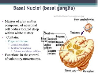 Basal Nuclei (basal ganglia)
• Masses of gray matter
composed of neuronal
cell bodies located deep
within white matter.
• Contain:
▫ Corpus striatum:
 Caudate nucleus.
 Lentiform nucleus:
 Putman and globus pallidus.
• Functions in the control
of voluntary movements.
 