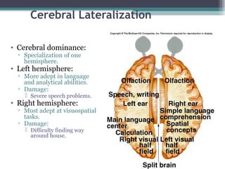 Cerebral Lateralization
• Cerebral dominance:
▫ Specialization of one
hemisphere.
• Left hemisphere:
▫ More adept in language
and analytical abilities.
▫ Damage:
 Severe speech problems.
• Right hemisphere:
▫ Most adept at visuospatial
tasks.
▫ Damage:
 Difficulty finding way
around house.
 