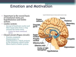 Emotion and Motivation
• Important in the neural basis
of emotional states are
hypothalamus and limbic
system.
• Limbic system:
▫ Group of forebrain nuclei and
fiber tracts that form a ring
around the brain stem.
 Center for basic emotional
drives.
• Closed circuit (Papez circuit):
▫ Fornix connects
hippocampus to
hypothalamus, which projects
to the thalamus which sends
fibers back to limbic system.
 
