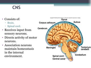 CNS
• Consists of:
▫ Brain.
▫ Spinal cord.
• Receives input from
sensory neurons.
• Directs activity of motor
neurons.
• Association neurons
maintain homeostasis
in the internal
environment.
 