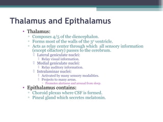 Thalamus and Epithalamus
• Thalamus:
▫ Composes 4/5 of the diencephalon.
▫ Forms most of the walls of the 3rd
ventricle.
▫ Acts as relay center through which all sensory information
(except olfactory) passes to the cerebrum.
 Lateral geniculate nuclei:
 Relay visual information.
 Medial geniculate nuclei:
 Relay auditory information.
 Intralaminar nuclei:
 Activated by many sensory modalities.
 Projects to many areas.
▫ Promotes alertness and arousal from sleep.
• Epithalamus contains:
▫ Choroid plexus where CSF is formed.
▫ Pineal gland which secretes melatonin.
 