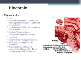 Hindbrain
• Metencephalon:
▫ Pons:
 Surface fibers connect to cerebellum,
and deeper fibers are part of motor and
sensory tracts.
 Contains several nuclei associated with
cranial nerves V, VI, VII.
 Contains the apneustic and
pneumotaxic respiratory centerss.
▫ Cerebellum:
 Receives input from proprioceptors.
 Participates in coordination of
movement.
 Necessary for motor learning,
coordinating different joints during
movement, and limb movements.
 