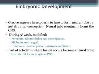 Embryonic Development
• Groove appears in ectoderm to fuse to form neural tube by
20th
day after conception. Neural tube eventually forms the
CNS.
• During 5th
week, modified:
▫ Forebrain: telencephalon and diencephalon.
▫ Midbrain: unchanged.
▫ Hindbrain: metencephalon and myelencephalon.
• Part of ectoderm where fusion occurs becomes neural crest.
▫ Neural crest forms ganglia of PNS.
 