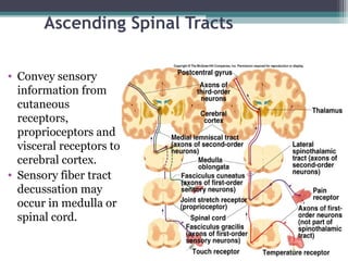 Ascending Spinal Tracts
• Convey sensory
information from
cutaneous
receptors,
proprioceptors and
visceral receptors to
cerebral cortex.
• Sensory fiber tract
decussation may
occur in medulla or
spinal cord.
 