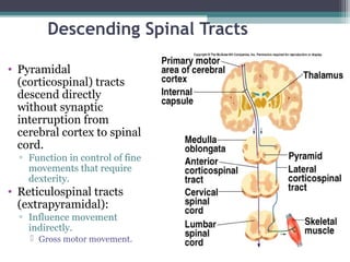 Descending Spinal Tracts
• Pyramidal
(corticospinal) tracts
descend directly
without synaptic
interruption from
cerebral cortex to spinal
cord.
▫ Function in control of fine
movements that require
dexterity.
• Reticulospinal tracts
(extrapyramidal):
▫ Influence movement
indirectly.
 Gross motor movement.
 