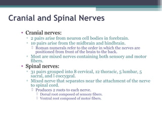 Cranial and Spinal Nerves
• Cranial nerves:
▫ 2 pairs arise from neuron cell bodies in forebrain.
▫ 10 pairs arise from the midbrain and hindbrain.
 Roman numerals refer to the order in which the nerves are
positioned from front of the brain to the back.
▫ Most are mixed nerves containing both sensory and motor
fibers.
• Spinal nerves:
▫ 31 pairs grouped into 8 cervical, 12 thoracic, 5 lumbar, 5
sacral, and l coccygeal.
▫ Mixed nerve that separates near the attachment of the nerve
to spinal cord.
 Produces 2 roots to each nerve.
 Dorsal root composed of sensory fibers.
 Ventral root composed of motor fibers.
 