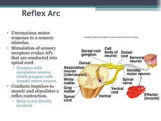 Reflex Arc
• Unconscious motor
response to a sensory
stimulus.
• Stimulation of sensory
receptors evokes APs
that are conducted into
spinal cord.
▫ Synapses with
association neuron,
which synapses with
somatic motor neuron.
• Conducts impulses to
muscle and stimulates a
reflex contraction.
▫ Brain is not directly
involved.
 