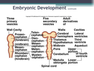 Embryonic Development (continued)
 