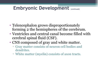Embryonic Development (continued)
• Telencephalon grows disproportionately
forming 2 the hemispheres of the cerebrum.
• Ventricles and central canal become filled with
cerebral spinal fluid (CSF).
• CNS composed of gray and white matter.
▫ Gray matter consists of neuron cell bodies and
dendrites.
▫ White matter (myelin) consists of axon tracts.
 