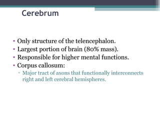 Cerebrum
• Only structure of the telencephalon.
• Largest portion of brain (80% mass).
• Responsible for higher mental functions.
• Corpus callosum:
▫ Major tract of axons that functionally interconnects
right and left cerebral hemispheres.
 