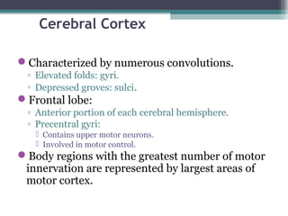 Cerebral Cortex
Characterized by numerous convolutions.
◦ Elevated folds: gyri.
◦ Depressed groves: sulci.
Frontal lobe:
◦ Anterior portion of each cerebral hemisphere.
◦ Precentral gyri:
 Contains upper motor neurons.
 Involved in motor control.
Body regions with the greatest number of motor
innervation are represented by largest areas of
motor cortex.
 