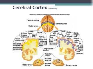 Cerebral Cortex (continued)
 