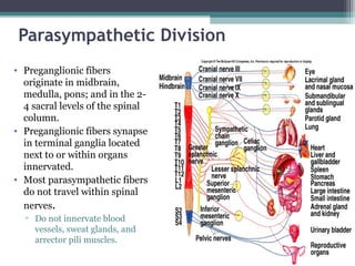 Parasympathetic Division
• Preganglionic fibers
originate in midbrain,
medulla, pons; and in the 2-
4 sacral levels of the spinal
column.
• Preganglionic fibers synapse
in terminal ganglia located
next to or within organs
innervated.
• Most parasympathetic fibers
do not travel within spinal
nerves.
▫ Do not innervate blood
vessels, sweat glands, and
arrector pili muscles.
 
