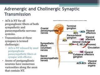 Adrenergic and Cholinergic Synaptic
Transmission
• ACh is NT for all
preganglionic fibers of both
sympathetic and
parasympathetic nervous
systems.
• Transmission at these
synapses is termed
cholinergic:
▫ ACh is NT released by most
postganglionic
parasympathetic fibers at
synapse with effector.
• Axons of postganglionic
neurons have numerous
varicosities along the axon
that contain NT.
 