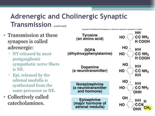 Adrenergic and Cholinergic Synaptic
Transmission (continued)
• Transmission at these
synapses is called
adrenergic:
▫ NT released by most
postganglionic
sympathetic nerve fibers
is NE.
▫ Epi, released by the
adrenal medulla is
synthesized from the
same precursor as NE.
• Collectively called
catecholamines.
 