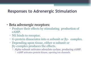Responses to Adrenergic Stimulation
• Beta adrenergic receptors:
▫ Produce their effects by stimulating production of
cAMP.
▫ NE binds to receptor.
▫ G-protein dissociates into α subunit or βγ− complex.
▫ Depending upon tissue, either α subunit or
βγ−complex produces the effects.
 Alpha subunit activates adenylate cyclase, producing cAMP.
 cAMP activates protein kinase, opening ion channels.
 