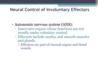Neural Control of Involuntary Effectors
• Autonomic nervous system (ANS):
▫ Innervates organs whose functions are not
usually under voluntary control.
▫ Effectors include cardiac and smooth muscles
and glands.
 Effectors are part of visceral organs and blood
vessels.
 