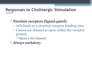 Responses to Cholinergic Stimulation
(continued)
• Nicotinic receptors (ligand-gated):
▫ ACh binds to 2 nicotinic receptor binding sites.
▫ Causes ion channel to open within the receptor
protein.
 Opens a Na+
channel.
• Always excitatory.
 