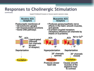 Responses to Cholinergic Stimulation
(continued)
 
